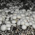 Greenhouse de conteneurs de ferme intelligente pour la culture des champignons